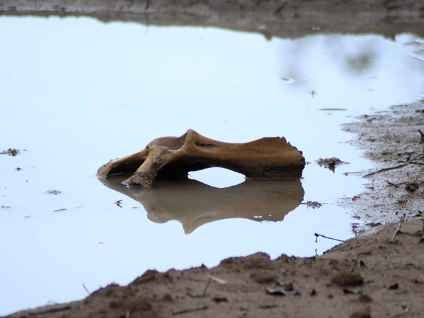 Bone,Lake Mburo National Park