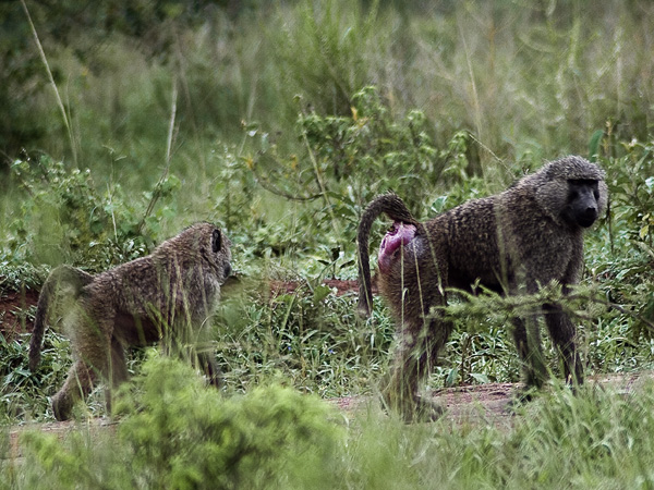 Baboons,Apes,Primates,Lake Mburo National Park