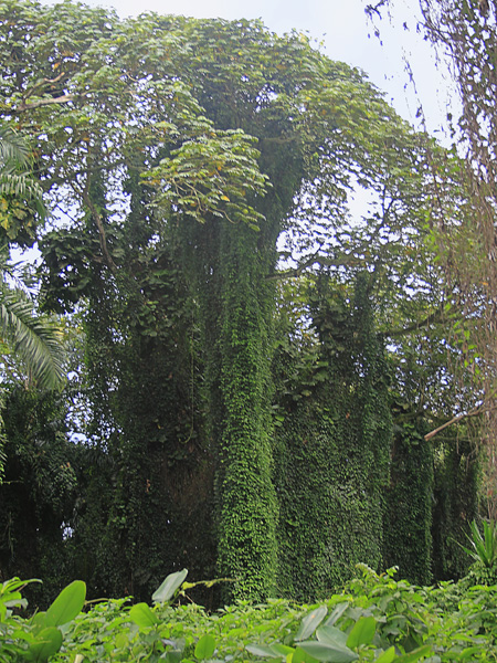 Creepers,Botanical Gardens,Entebbe