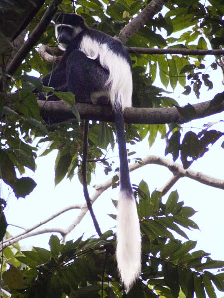 Colubus Monkey,Botanical Gardens,Entebbe