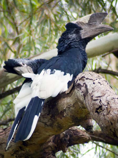 Hornbills,Birds,Entebbe