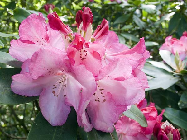 Rhodies,Rhododendrons,Exbury Gardens