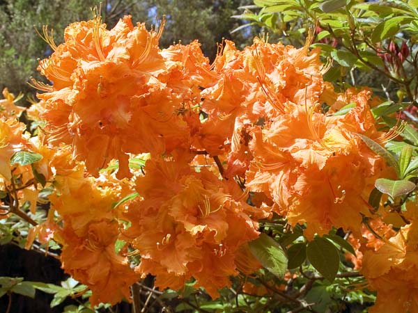 Rhodies,Rhododendrons,Exbury Gardens