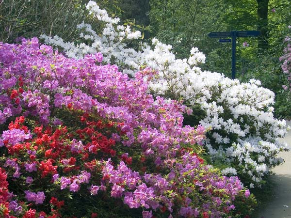 Rhodies,Rhododendrons,Exbury Gardens
