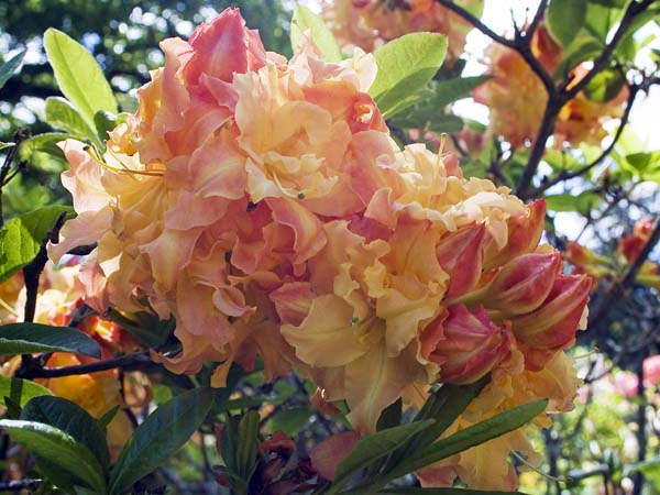 Rhodie,Rhododendron,Exbury Gardens