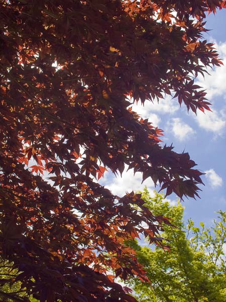 Maples,Exbury Gardens