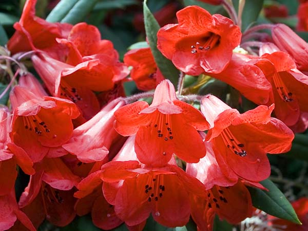 Rhodies,Rhododendrons,Exbury Gardens