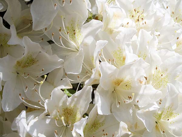 Rhodies,Rhododendrons,Exbury Gardens