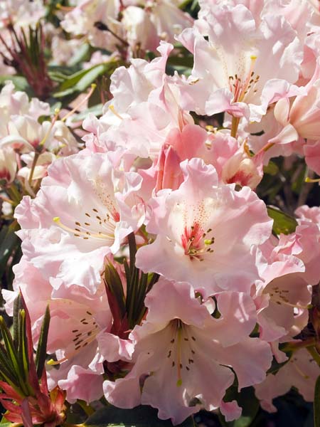 Rhodies,Rhododendrons,Exbury Gardens