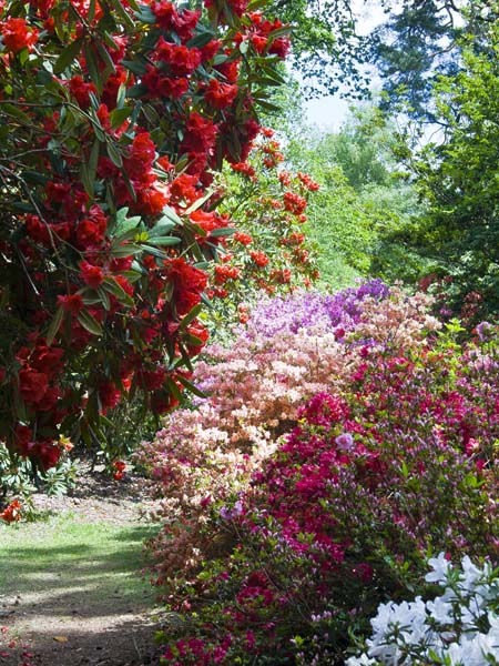 Rhodies,Rhododendrons,Exbury Gardens