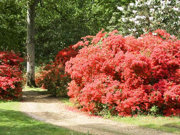 Rhodies,Rhododendrons,Exbury Gardens