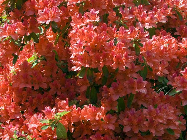 Rhodies,Rhododendrons,Exbury Gardens
