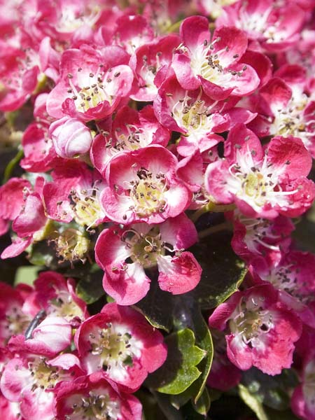 May,Hawthorne,Exbury Gardens