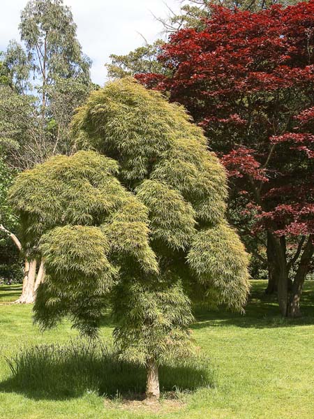 Maples,Exbury Gardens