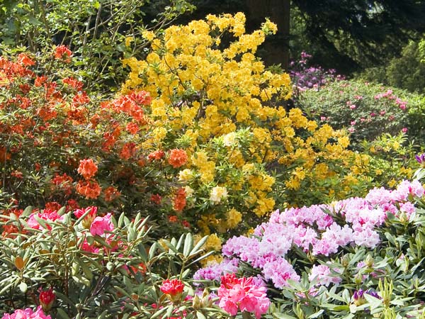 Rhodies,Rhododendrons,Exbury Gardens