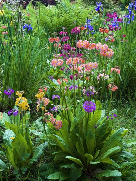 Candelabra Primula,Flowers,Exbury Gardens