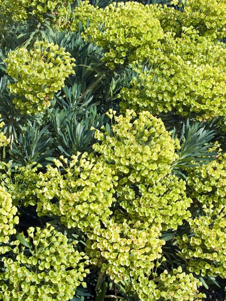 Euphorbia,Spurge,Flowers,Exbury Gardens