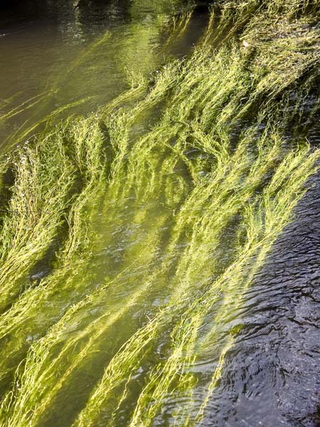 Waterweed,Salisbury