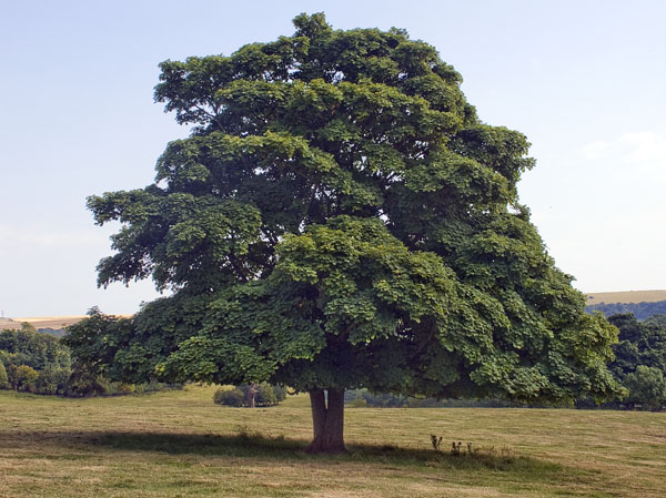 Sycamore,Tree,Stanmer Park,Brighton