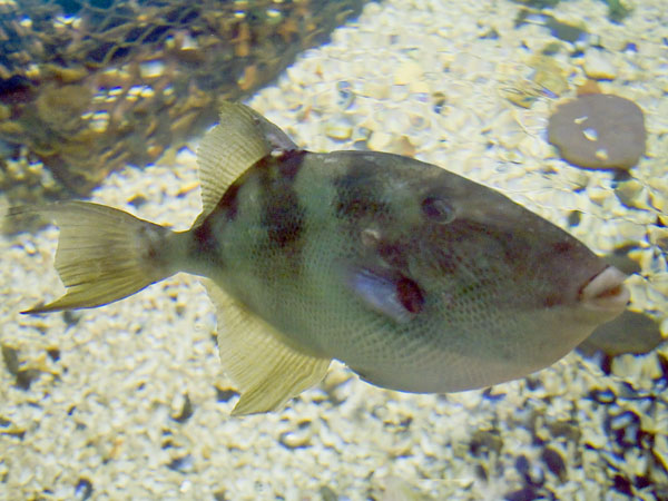 Fish,Port Isaac,Aquarium