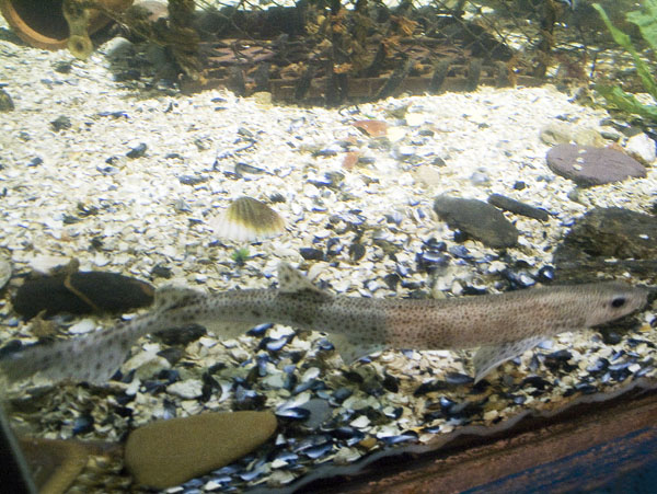 Eel,Port Isaac,Aquarium