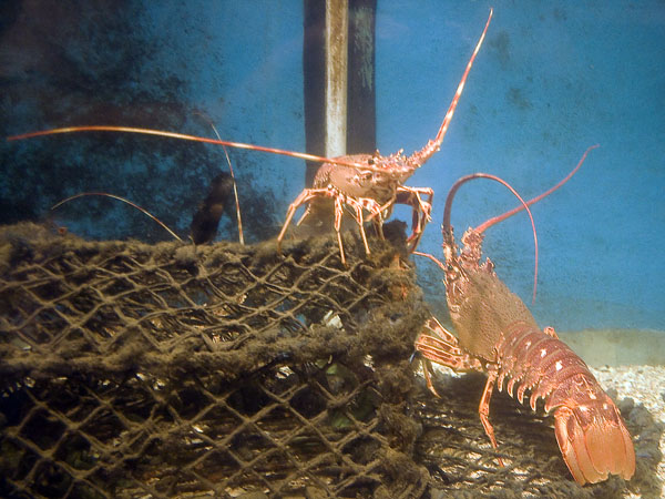 Lobsters,Port Isaac,Aquarium
