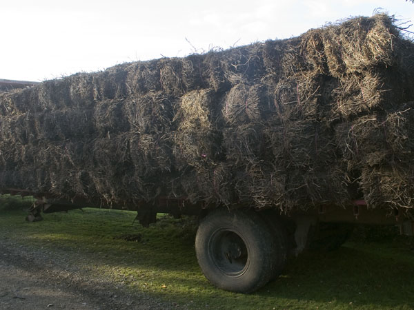 Heather,Bales