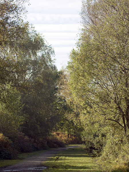 Railway Line,Burbush