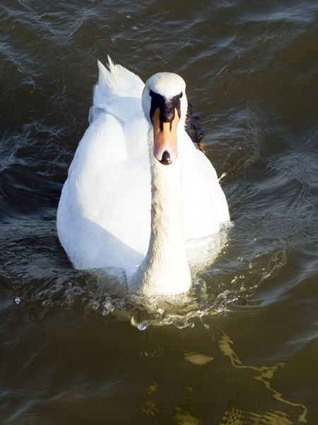 Swan,Mudeford,Christchurch