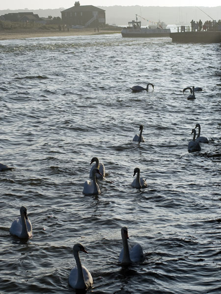 Swans,Mudeford,Christchurch