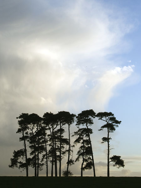 Witchampton,Sky,Trees