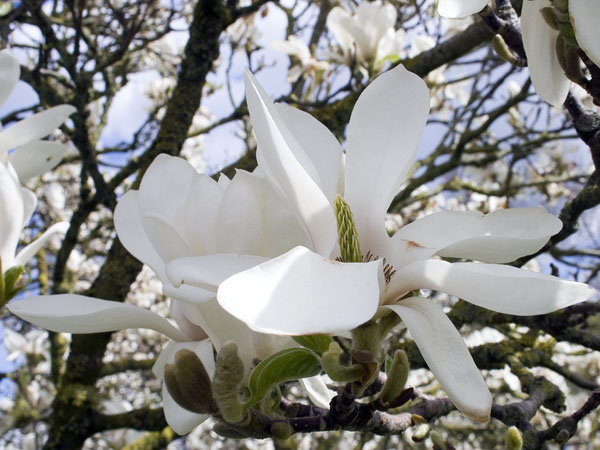 Magnolia,Flower,Tree,Blossom