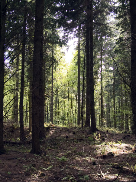 Priors Copse,Prior's Copse,Queens Copse,Queen's Copse,Trees