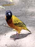 Weaver Bird - Mweya