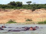 Hippos - Kazinga Channel