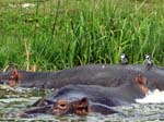 Hippos - Kazinga Channel