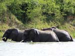 Elephants Kazinga Channel