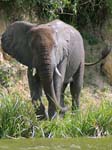 Elephant - Kazinga Channel