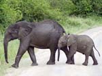 Elephants - Mweya