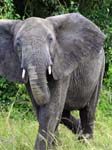 Elephant - Mweya