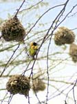 Weaver Bird nests - Ishasha