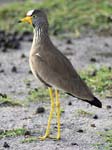 Yellow-legged Lapwing - Mburo