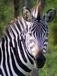 Burchellʼs Zebra Mburo