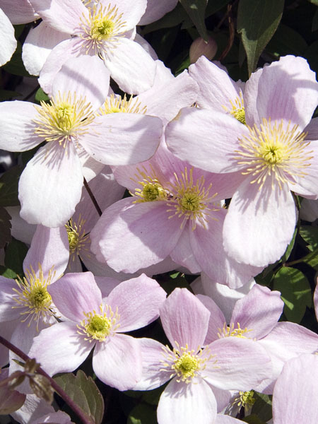 Clematis,Orchid,Flower