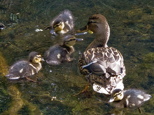 Duck,Ducklings