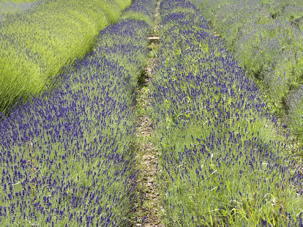 Lavender