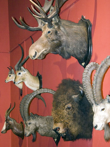 Trophies,Trophy Room,Sandringham