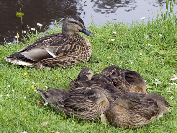 Duck,Ducklings,Birds