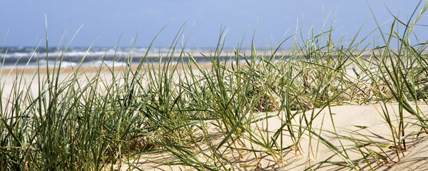 Marram Grass,Sand Dunes,Holkham Bay