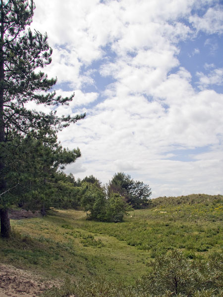 Sand Dunes,Holkham Bay